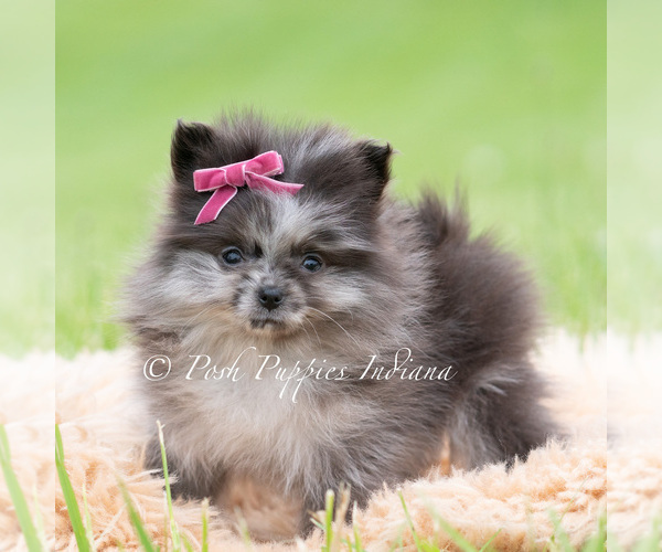 Medium Photo #56 Pomeranian Puppy For Sale in WARSAW, IN, USA