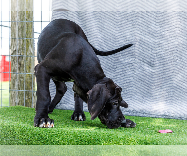 Medium Photo #148 Great Dane Puppy For Sale in WAKARUSA, IN, USA