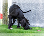 Small #3 Great Dane