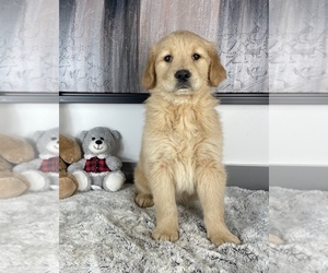 Golden Retriever Puppy for sale in FRANKLIN, IN, USA