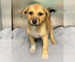 Small Labrador Retriever Mix