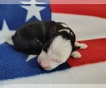 Small Photo #55 Border Collie Puppy For Sale in NORBORNE, MO, USA