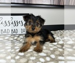 Image preview for Ad Listing. Nickname: Emmy