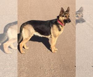 Mother of the German Shepherd Dog puppies born on 06/12/2025
