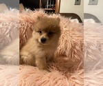 Small Photo #2 Pomeranian Puppy For Sale in BOSTON, MA, USA