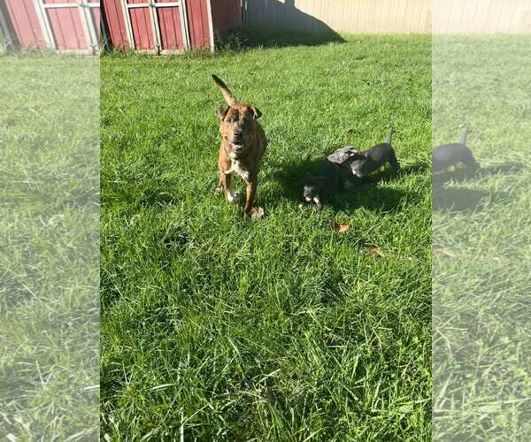 Medium Photo #4 American Pit Bull Terrier-Unknown Mix Puppy For Sale in Belleville, MI, USA