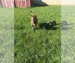 Small Photo #4 American Pit Bull Terrier-Unknown Mix Puppy For Sale in Belleville, MI, USA