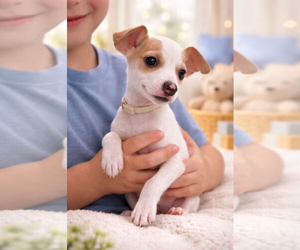 Medium Photo #1 Italian Greyhound-Unknown Mix Puppy For Sale in Sanford, FL, USA