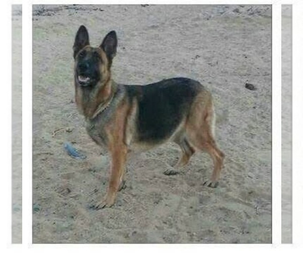 Medium Photo #30 German Shepherd Dog Puppy For Sale in YUCCA VALLEY, CA, USA