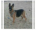 Small #29 German Shepherd Dog