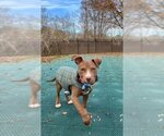 Small Photo #7 American Pit Bull Terrier-Unknown Mix Puppy For Sale in Derwood, MD, USA