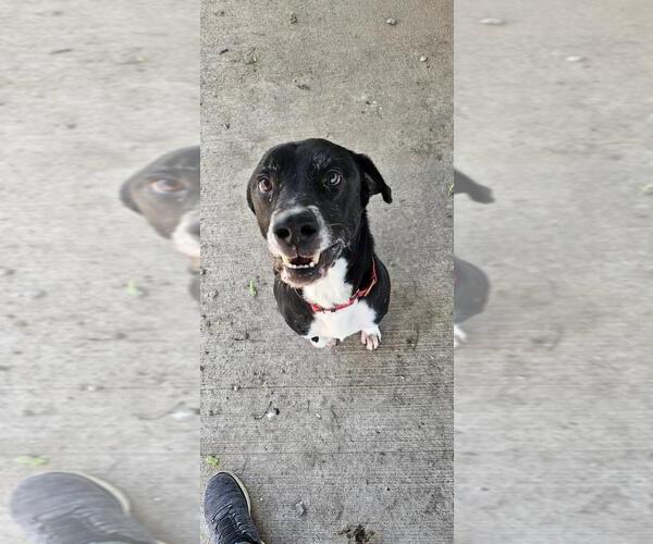 Medium Photo #1 Labrador Retriever-Unknown Mix Puppy For Sale in DuQuoin, IL, USA