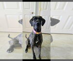 Small Great Dane Mix