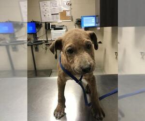 Labrador Retriever-Unknown Mix Dogs for adoption in Conroe, TX, USA