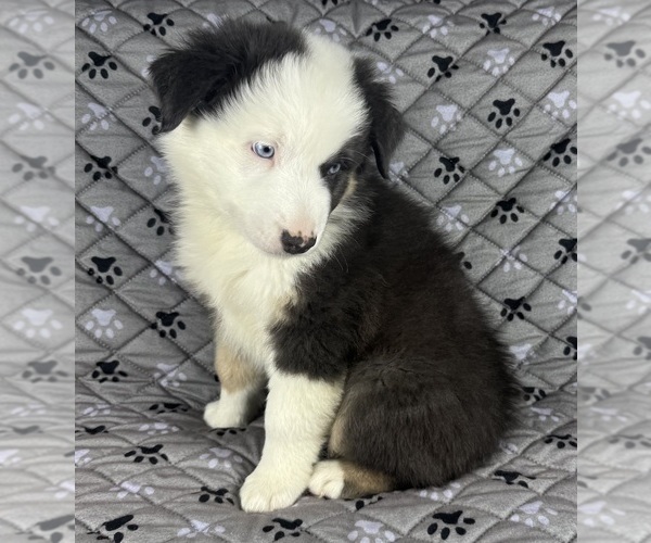 Medium Photo #58 Australian Shepherd Puppy For Sale in SALISBURY, NC, USA