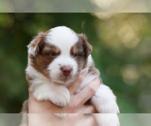 Australian Shepherd Puppy for sale in GROVETOWN, GA, USA