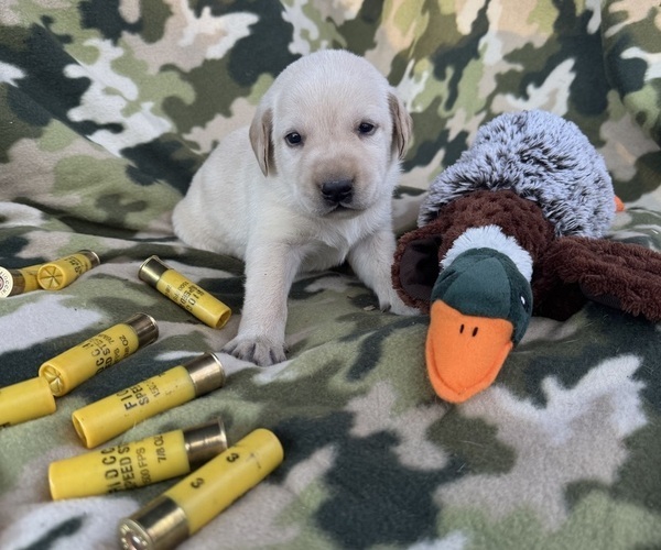 Medium Photo #7 Labrador Retriever Puppy For Sale in POLKTON, NC, USA