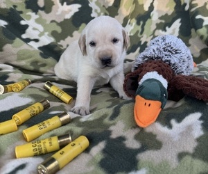 Medium Labrador Retriever