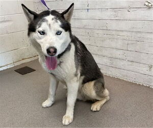 Siberian Husky Dogs for adoption in San Bernardino, CA, USA