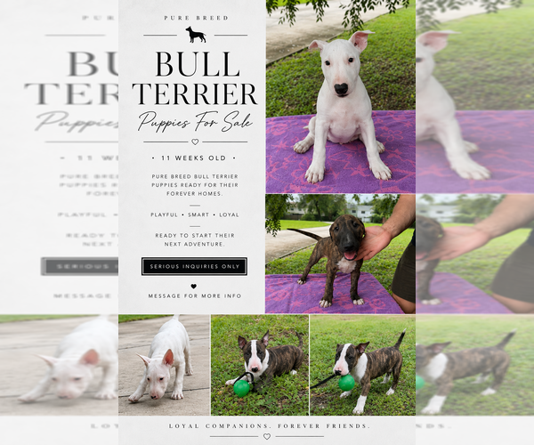 Medium Photo #6 Bull Terrier Puppy For Sale in LAND O LAKES, FL, USA