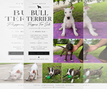Litter of 4 - Male(s) and Female(s) Bull TerrierLitter of Puppies for Sale - Photo #6