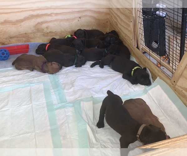 Medium Photo #106 Boerboel Puppy For Sale in LAS CRUCES, NM, USA