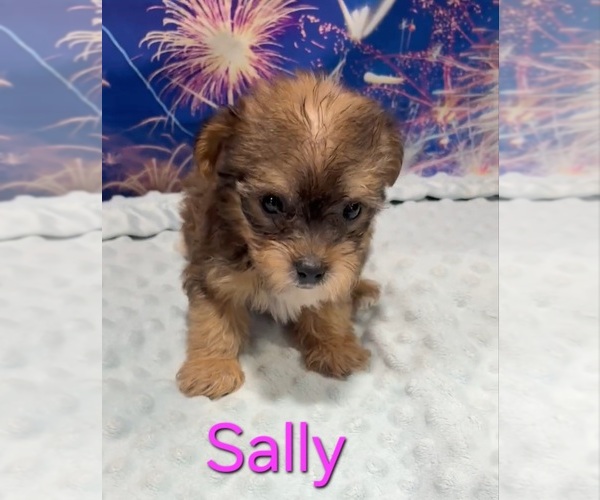 Medium Photo #1 Yorkipoo Puppy For Sale in AZLE, TX, USA