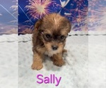 Sally - Female Yorkipoo Puppy for Sale - Small photo