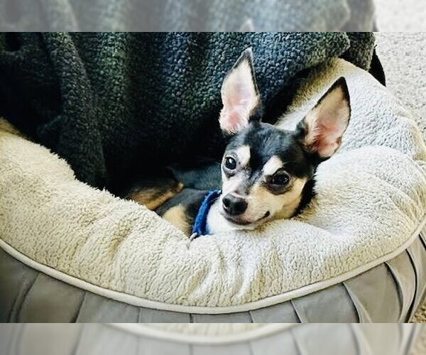 Medium Photo #5 Chipin Puppy For Sale in Princeton, MN, USA