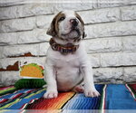 Small #1 Great Dane Mix