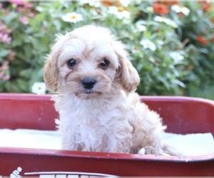 Cavapoo Puppy for sale in ABSECON, NJ, USA