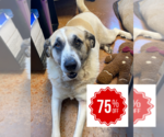 Small #4 Great Pyrenees Mix