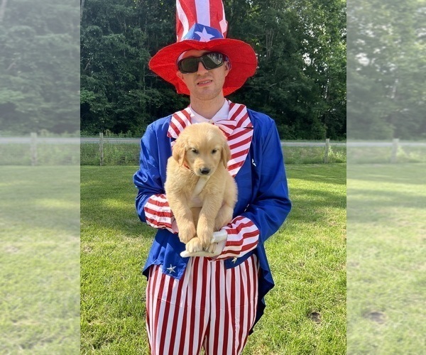 Medium Photo #8 Golden Retriever Puppy For Sale in NEOLA, WV, USA