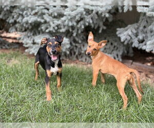 AJ - Male Mutt Dog for Adoption - Photo #9