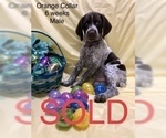 Small Photo #8 German Shorthaired Pointer Puppy For Sale in VISALIA, CA, USA