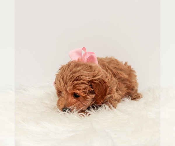 Medium Photo #4 Maltipoo Puppy For Sale in LITTLE ROCK, AR, USA
