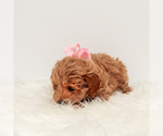 Small Photo #4 Maltipoo Puppy For Sale in LITTLE ROCK, AR, USA