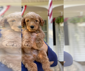 Goldendoodle (Miniature) Puppy for sale in CANANDAIGUA, NY, USA