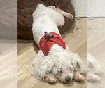 Small #3 Poodle (Miniature) Mix
