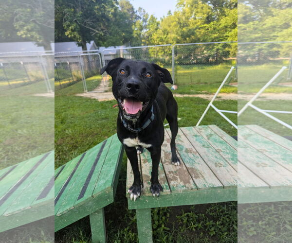 Medium Photo #1 Mutt Puppy For Sale in Calhoun, GA, USA