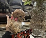 Small #3 Poodle (Toy)
