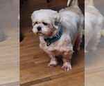 Small #7 Shih Tzu