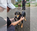 Small Photo #9 Doberman Pinscher-Unknown Mix Puppy For Sale in Buffalo, MN, USA