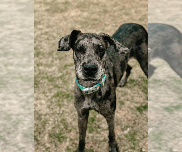 Medium Photo #3 Great Dane Puppy For Sale in Bullard, TX, USA