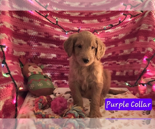 Medium Photo #1 Goldendoodle Puppy For Sale in BATTLE GROUND, WA, USA