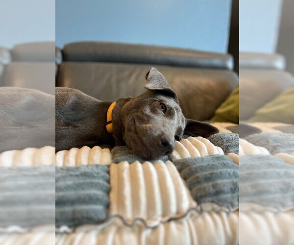 Medium Photo #2 Unknown-Weimaraner Mix Puppy For Sale in Salt Lake City, UT, USA