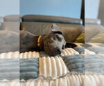 Small #1 Weimaraner Mix