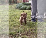 Small #5 American Bully