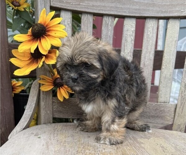 Medium Photo #3 Shih Tzu Puppy For Sale in THORP, WI, USA