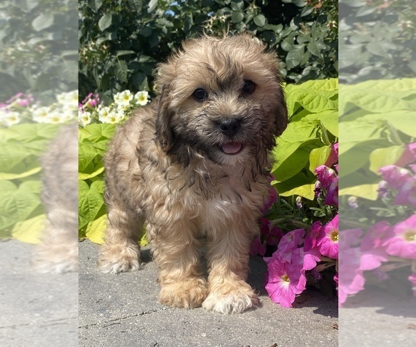 Medium Photo #1 Lhasa Apso-Poodle (Toy) Mix Puppy For Sale in CANOGA, NY, USA